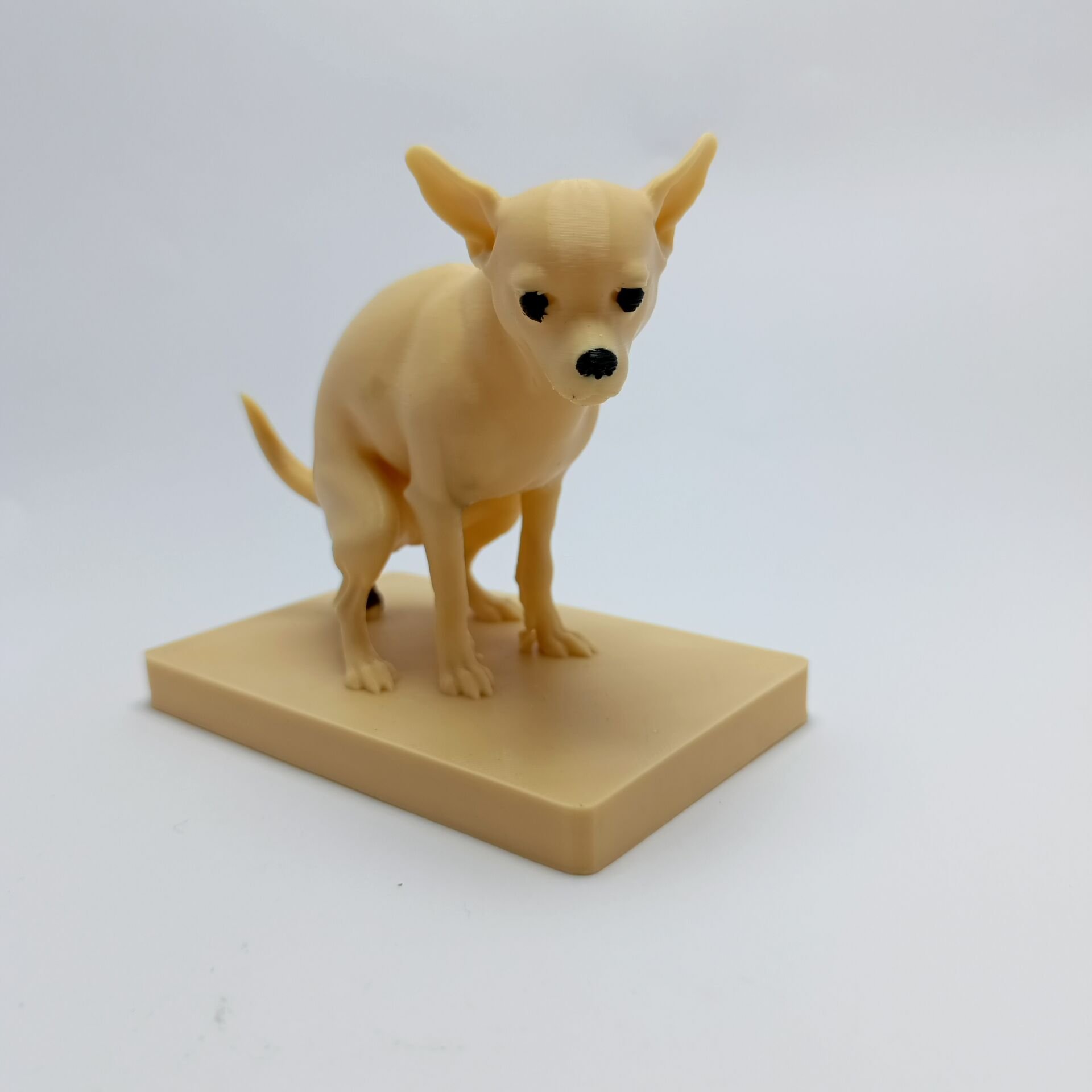 Chihuahua - Biblo