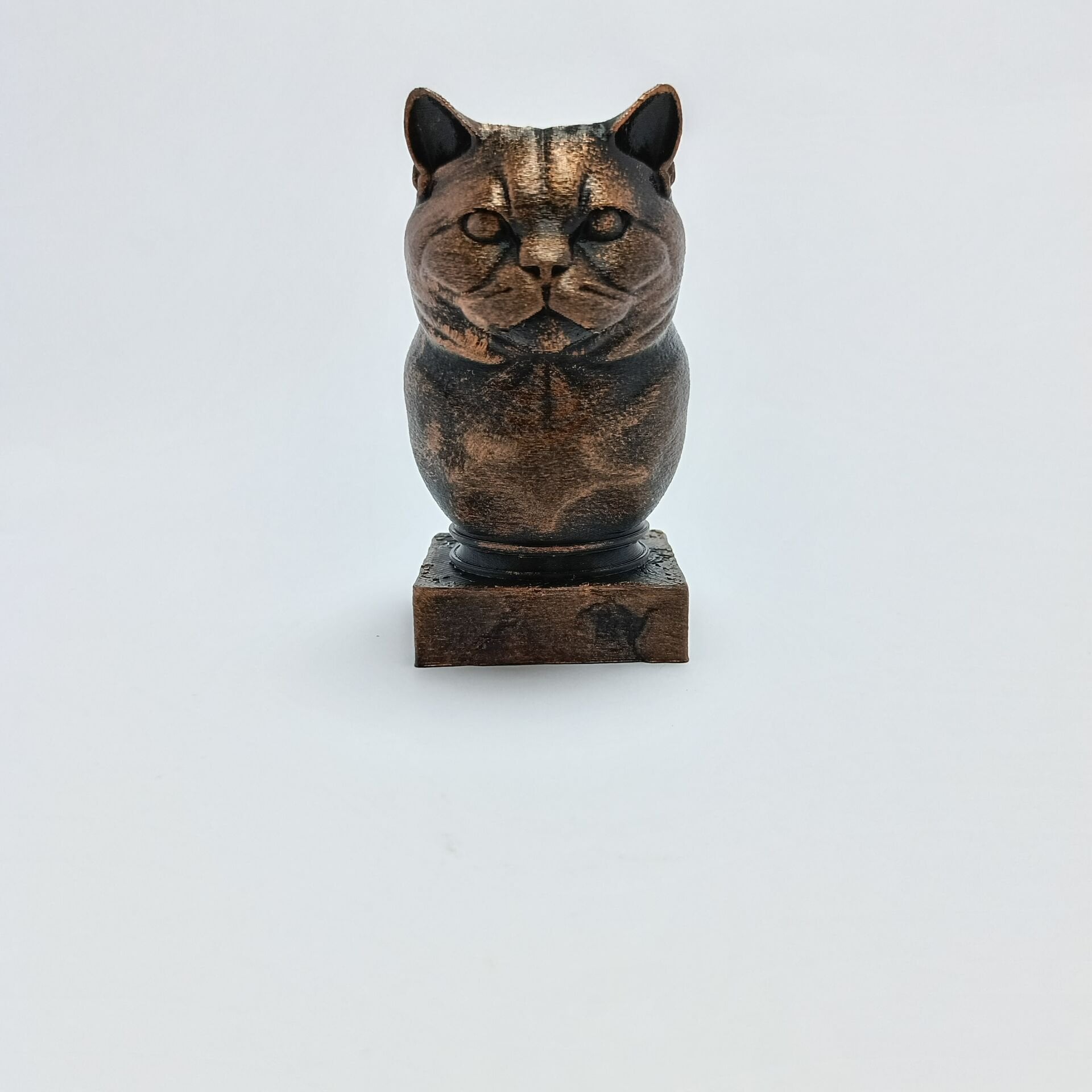 BRITISH SHORT HAIR-SİYAH BÜST