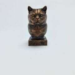 BRITISH SHORT HAIR-SİYAH BÜST