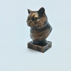 BRITISH SHORT HAIR-SİYAH BÜST