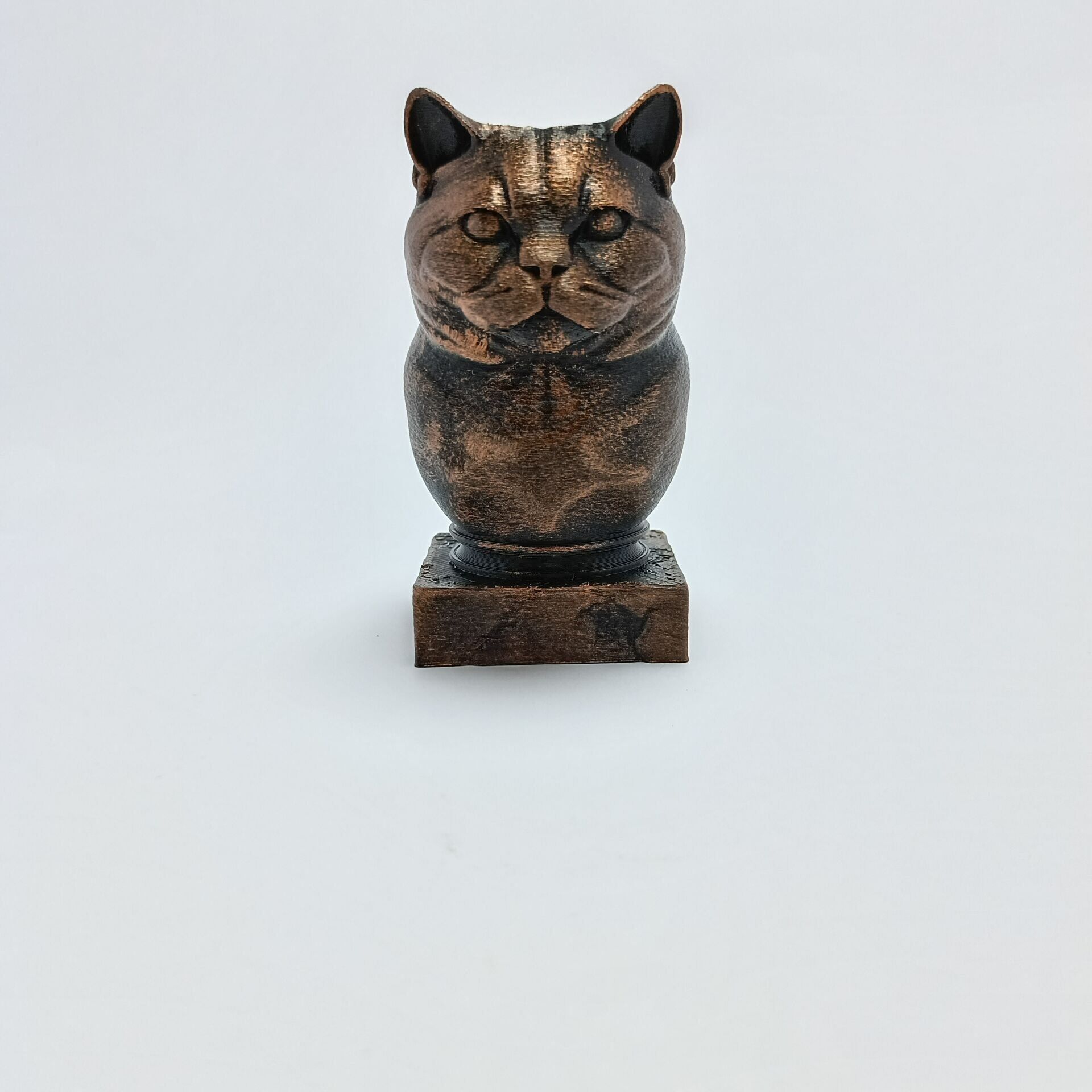 British Long Haired - Büst