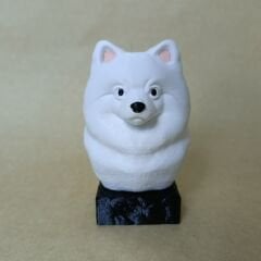 pomeranian - Beyaz- Renkli Büst