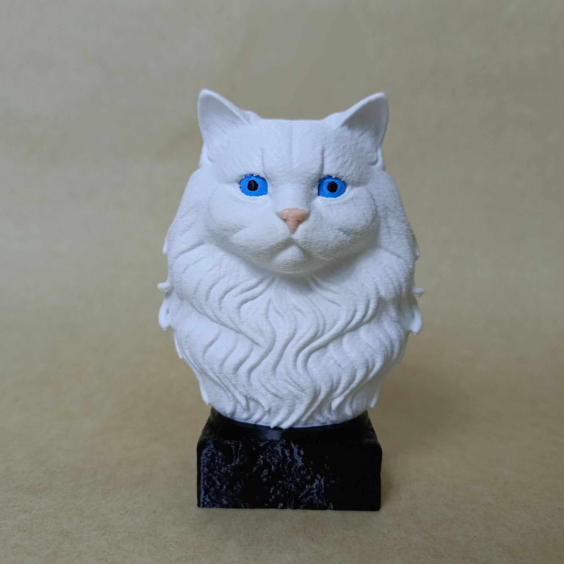 british longhair- Beyaz- Renkli Büst