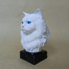 british longhair- Beyaz- Renkli Büst