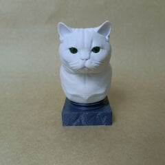 British Shorthair- Beyaz- Renkli Büst