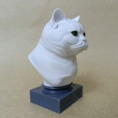 British Shorthair- Beyaz- Renkli Büst