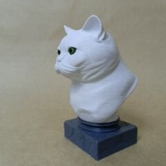 British Shorthair- Beyaz- Renkli Büst