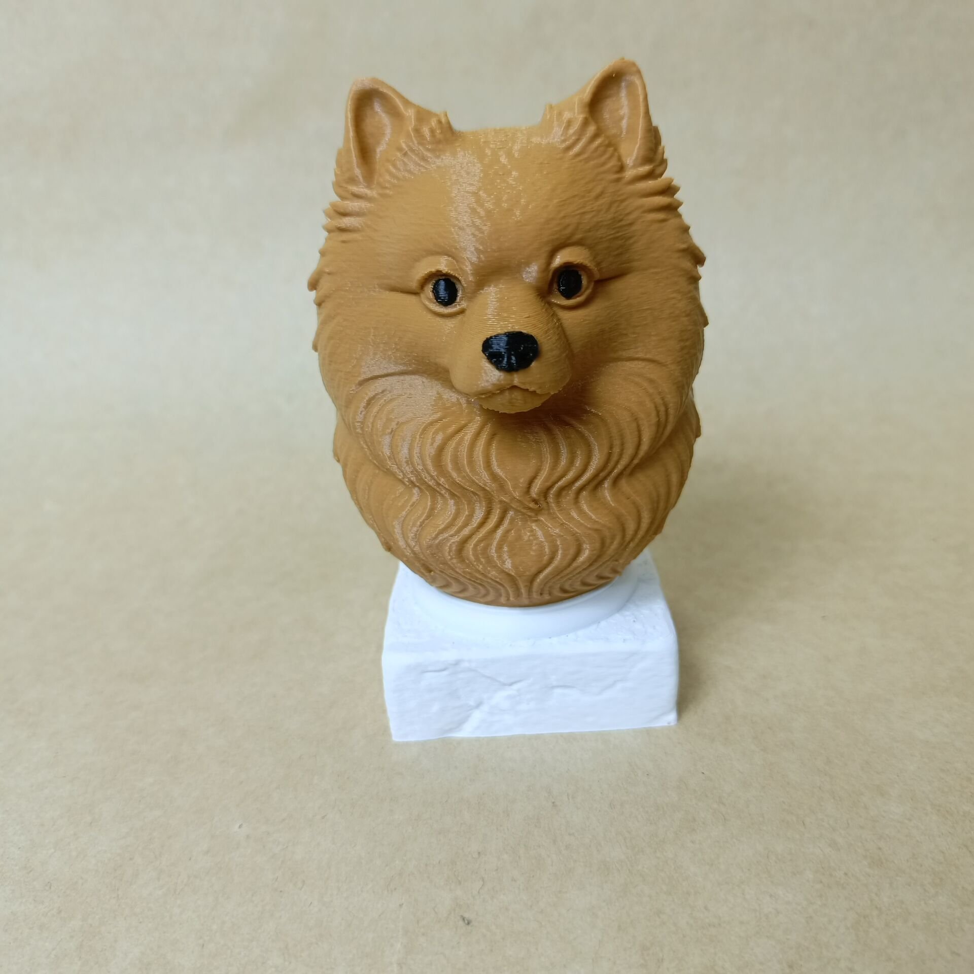 Pomeranian -Kahverengi- Renkli Büst