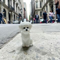 Sevimli Süs Köpeği -Teraryum Malzemesi