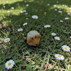 Koyun - Teraryum Malzemesi